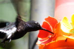 Hugh Leslie Humming Bird